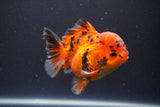 Short Body Thai Oranda  Tiger Calico 3.5 Inch (ID#1112To14b-65) Free2Day SHIPPING