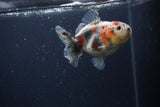 Yuan Bao Oranda  Calico 4 Inch (ID#0103Yb10b-76) Free2Day SHIPPING