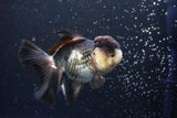 Thai Oranda  Tricolor 4.5 Inch (ID#920To1b-32) Free2Day SHIPPING Please see notes