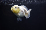 Yuan Bao Oranda  Granite 3.5 Inch (ID#311Yb10b-45) Free2Day SHIPPING