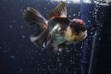 Thai Oranda  Tricolor 4.5 Inch (ID#920To1b-32) Free2Day SHIPPING Please see notes