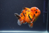 Short Body Thai Oranda  Tiger Calico 3.5 Inch (ID#1112To14b-65) Free2Day SHIPPING