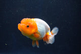 Juvenile Lionchu  Red White 3.5 Inch (ID#1022R11b-27) Free2Day SHIPPING