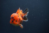 Short Body Thai Oranda  Tiger Calico 3.5 Inch (ID#1112To14b-65) Free2Day SHIPPING