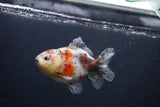 Yuan Bao Oranda  Calico 4 Inch (ID#0103Yb10b-76) Free2Day SHIPPING