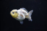 Yuan Bao Oranda  Granite 3.5 Inch (ID#311Yb10b-45) Free2Day SHIPPING
