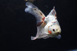 Ryukin Long Tail Calico 5.5 Inch (ID#1224Ry7b-5) Free2Day SHIPPING