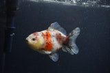 Yuan Bao Oranda  Calico 4 Inch (ID#0103Yb10b-76) Free2Day SHIPPING