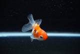 Baby Thai Oranda  Sakura 2.5 Inch (ID#224TPTA-93) Free2Day SHIPPING