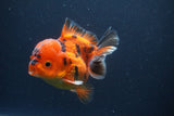 Short Body Thai Oranda  Tiger Calico 3.5 Inch (ID#1112To14b-65) Free2Day SHIPPING