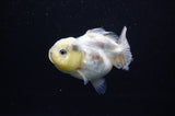 Yuan Bao Oranda  Granite 3.5 Inch (ID#311Yb10b-45) Free2Day SHIPPING