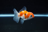 Baby Thai Oranda  Sakura 2.5 Inch (ID#224TPTA-93) Free2Day SHIPPING