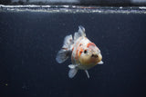 Yuan Bao Oranda  Calico 4 Inch (ID#0103Yb10b-76) Free2Day SHIPPING