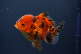 Short Body Thai Oranda  Tiger Calico 3.5 Inch (ID#1112To14b-65) Free2Day SHIPPING