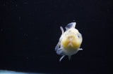 Yuan Bao Oranda  Granite 3.5 Inch (ID#311Yb10b-45) Free2Day SHIPPING