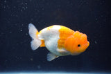 Juvenile Lionchu  Red White 3.5 Inch (ID#1022R11b-28) Free2Day SHIPPING