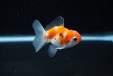 Baby Thai Oranda  Sakura 2.5 Inch (ID#224TPTA-93) Free2Day SHIPPING