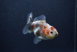 Yuan Bao Oranda  Calico 4 Inch (ID#0103Yb10b-76) Free2Day SHIPPING