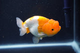 Juvenile Lionchu  Red White 3.5 Inch (ID#1022R11b-28) Free2Day SHIPPING