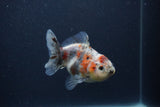 Yuan Bao Oranda  Calico 4 Inch (ID#0103Yb10b-76) Free2Day SHIPPING