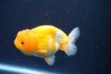 Juvenile Lionchu  Red White 3.5 Inch (ID#1022R11b-28) Free2Day SHIPPING