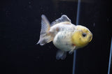 Yuan Bao Oranda  Granite 3.5 Inch (ID#311Yb10b-45) Free2Day SHIPPING