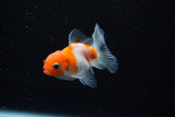 Baby Thai Oranda  Sakura 2.5 Inch (ID#224TPTA-93) Free2Day SHIPPING
