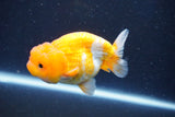 Juvenile Lionchu  Red White 3.5 Inch (ID#1022R11b-28) Free2Day SHIPPING