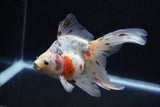 Ryukin Long Tail Calico 5.5 Inch (ID#1224Ry7b-5) Free2Day SHIPPING