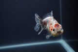 Yuan Bao Oranda  Calico 4 Inch (ID#0103Yb10b-76) Free2Day SHIPPING