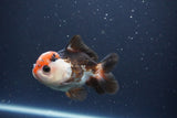 Short Body Thai Oranda  Tricolor 4 Inch (ID#1112To14b-66) Free2Day SHIPPING