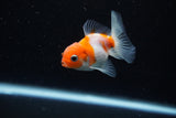 Baby Thai Oranda  Sakura 2.5 Inch (ID#224TPTA-93) Free2Day SHIPPING