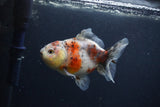 Yuan Bao Oranda  Calico 4 Inch (ID#0103Yb10b-76) Free2Day SHIPPING