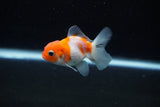 Baby Thai Oranda  Sakura 2.5 Inch (ID#224TPTA-93) Free2Day SHIPPING