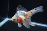 Ryukin Long Tail Calico 5.5 Inch (ID#1224Ry7b-5) Free2Day SHIPPING