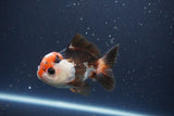 Short Body Thai Oranda  Tricolor 4 Inch (ID#1112To14b-66) Free2Day SHIPPING