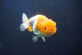 Juvenile Lionchu  Red White 3.5 Inch (ID#1022R11b-28) Free2Day SHIPPING