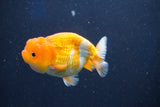 Juvenile Lionchu  Red White 3.5 Inch (ID#1022R11b-28) Free2Day SHIPPING