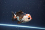 Short Body Thai Oranda  Tricolor 4 Inch (ID#1112To14b-66) Free2Day SHIPPING