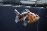 Yuan Bao Oranda  Calico 4 Inch (ID#0103Yb10b-76) Free2Day SHIPPING