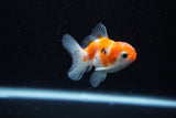 Baby Thai Oranda  Sakura 2.5 Inch (ID#224TPTA-93) Free2Day SHIPPING