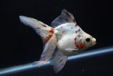 Ryukin Long Tail Calico 5.5 Inch (ID#1224Ry7b-5) Free2Day SHIPPING