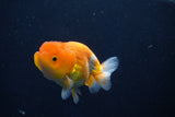 Juvenile Lionchu  Red White 3.5 Inch (ID#1022R11b-28) Free2Day SHIPPING