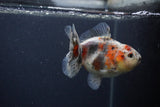 Yuan Bao Oranda  Calico 4 Inch (ID#0103Yb10b-76) Free2Day SHIPPING