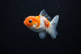 Baby Thai Oranda  Sakura 2.5 Inch (ID#224TPTA-93) Free2Day SHIPPING