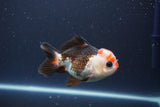 Short Body Thai Oranda  Tricolor 4 Inch (ID#1112To14b-66) Free2Day SHIPPING