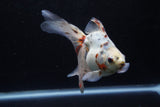 Ryukin Long Tail Calico 5.5 Inch (ID#1224Ry7b-5) Free2Day SHIPPING