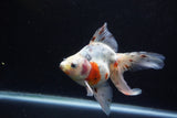 Ryukin Long Tail Calico 5.5 Inch (ID#1224Ry7b-5) Free2Day SHIPPING