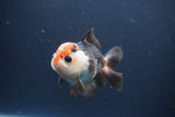 Short Body Thai Oranda  Tricolor 4 Inch (ID#1112To14b-66) Free2Day SHIPPING