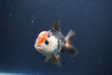 Short Body Thai Oranda  Tricolor 4 Inch (ID#1112To14b-66) Free2Day SHIPPING